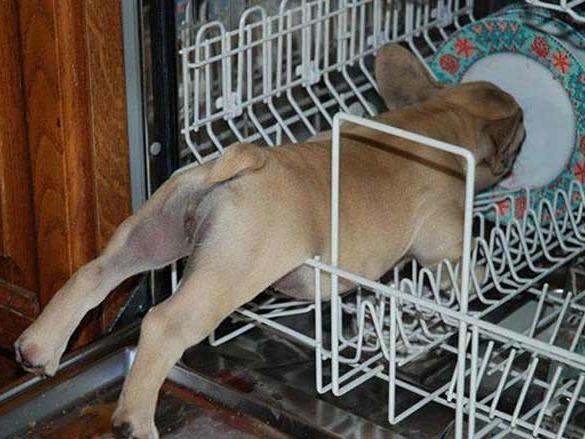 Những sự cố 'có một không hai' trên sóng truyền hình-4