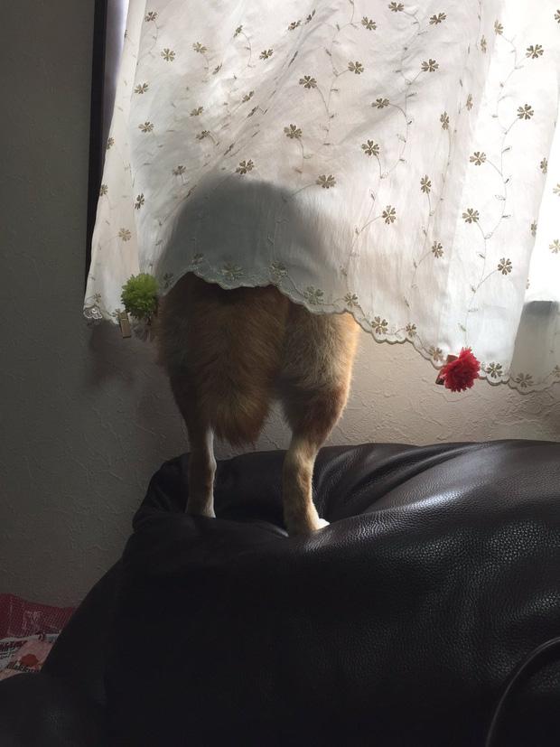 Nàng cún Shiba lầy lội: đã ra đường là không bao giờ chịu về nhà-2