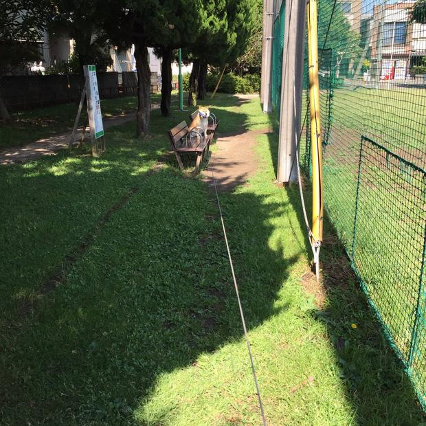 Nàng cún Shiba lầy lội: đã ra đường là không bao giờ chịu về nhà-3