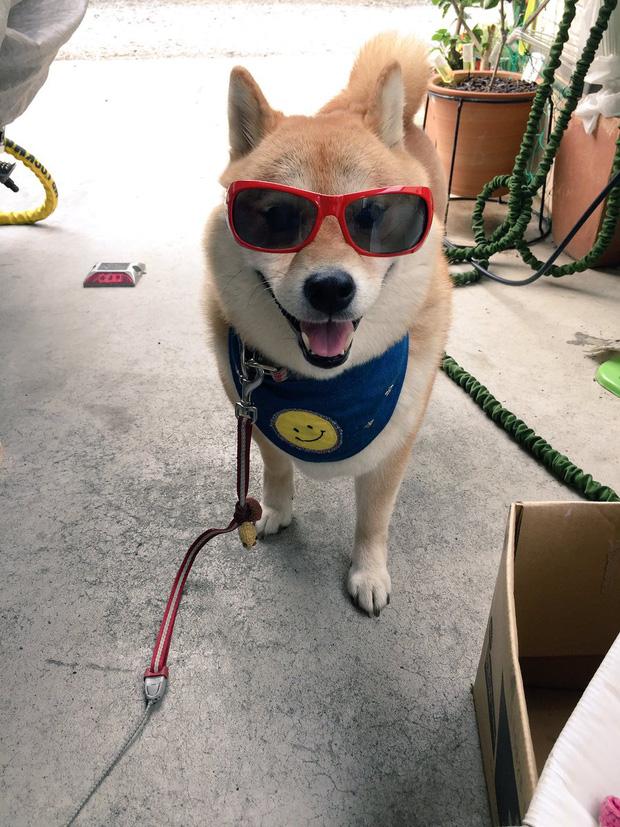 Nàng cún Shiba lầy lội: đã ra đường là không bao giờ chịu về nhà-4