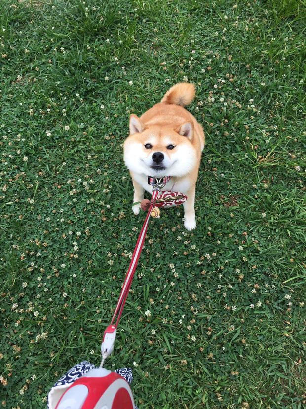 Nàng cún Shiba lầy lội: đã ra đường là không bao giờ chịu về nhà-5