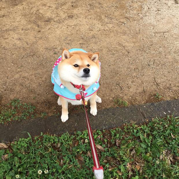 Nàng cún Shiba lầy lội: đã ra đường là không bao giờ chịu về nhà-6