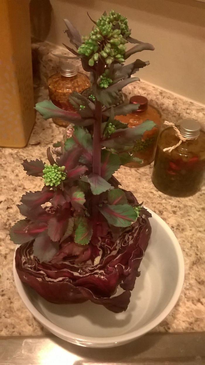 Thật bất ngờ vì sự 'kì dị' khi những loại quả chúng ta ăn hàng ngày nảy mầm-2