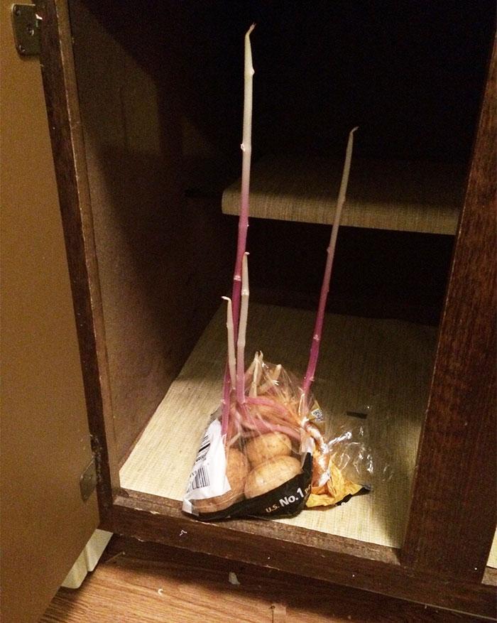 Thật bất ngờ vì sự 'kì dị' khi những loại quả chúng ta ăn hàng ngày nảy mầm-6