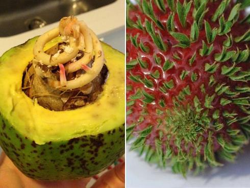 Thật bất ngờ vì sự 'kì dị' khi những loại quả chúng ta ăn hàng ngày nảy mầm