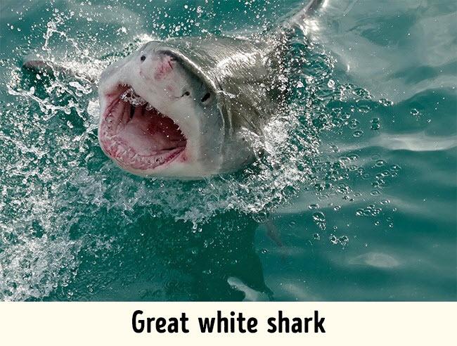 12 nguy hiểm có thể làm hỏng kỳ nghỉ của bạn-9