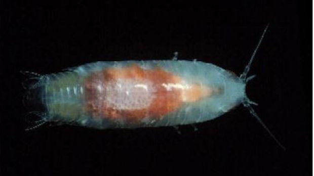 Đang tắm biển thấy chân ngứa ran, máu chảy không ngừng-3