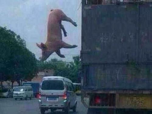 Clip hài: Những pha thoát hiểm ngoạn mục trong gang tấc