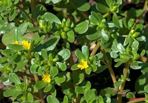 Cảnh báo: 11 thực phẩm cần tránh khi mang thai-7