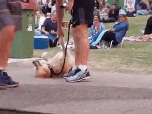 Chú chó có khả năng tiên tri gây sốt mạng xã hội-7