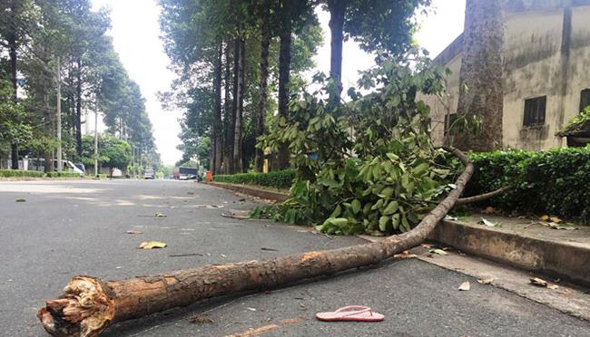 Nữ công nhân bị nhành cây rơi trúng đầu tử vong, bỏ lại 2 đứa con thơ-1