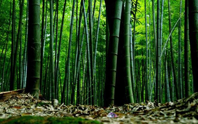 Đột nhập Rừng Trà Biển Trúc đẹp ngoạn mục trong 'Thập diện mai phục'-6