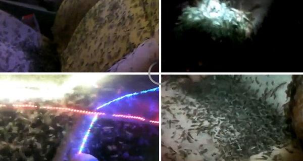 'Nổi da gà' với hình ảnh hàng triệu con muỗi bâu kín trong ô tô-1