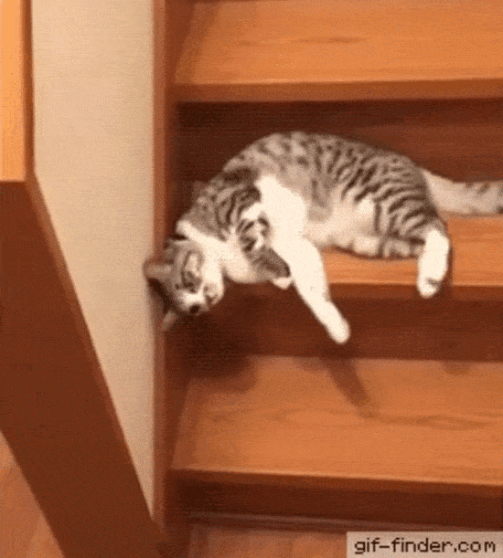 Những hành động 'khó hiểu' của động vật trong mắt con người-5