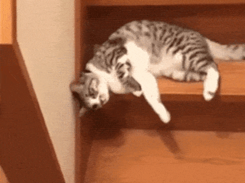 Những hành động 'khó hiểu' của động vật trong mắt con người