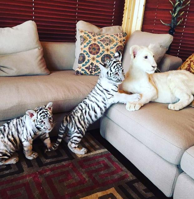 Cuộc sống toàn hàng hiệu, siêu xe, thú cưng đặc biệt và làm bạn với người nổi tiếng của cậu ấm Dubai 15 tuổi-4