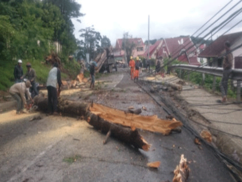 Đang đi xe máy, 2 mẹ con bất ngờ bị cây đổ đè tử vong