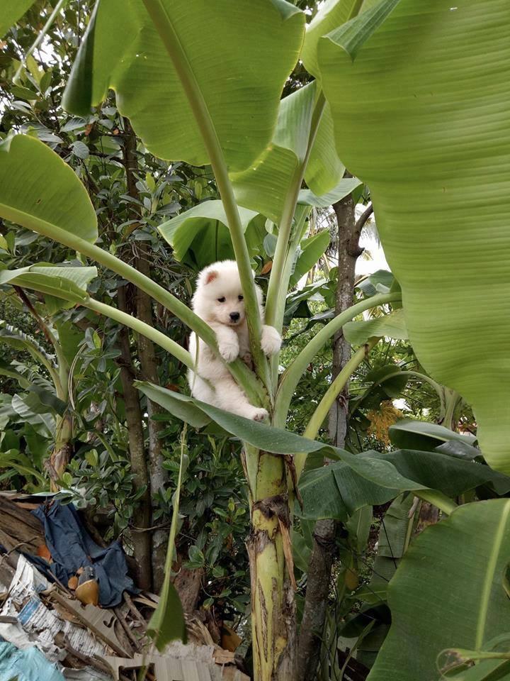 Kẹt trên cây chuối, chú chó bị dân mạng 'dìm hàng' không thương tiếc-1