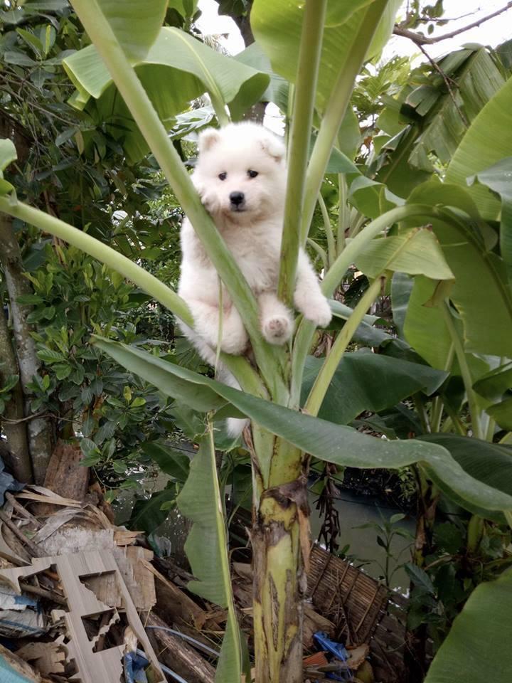 Kẹt trên cây chuối, chú chó bị dân mạng 'dìm hàng' không thương tiếc-2