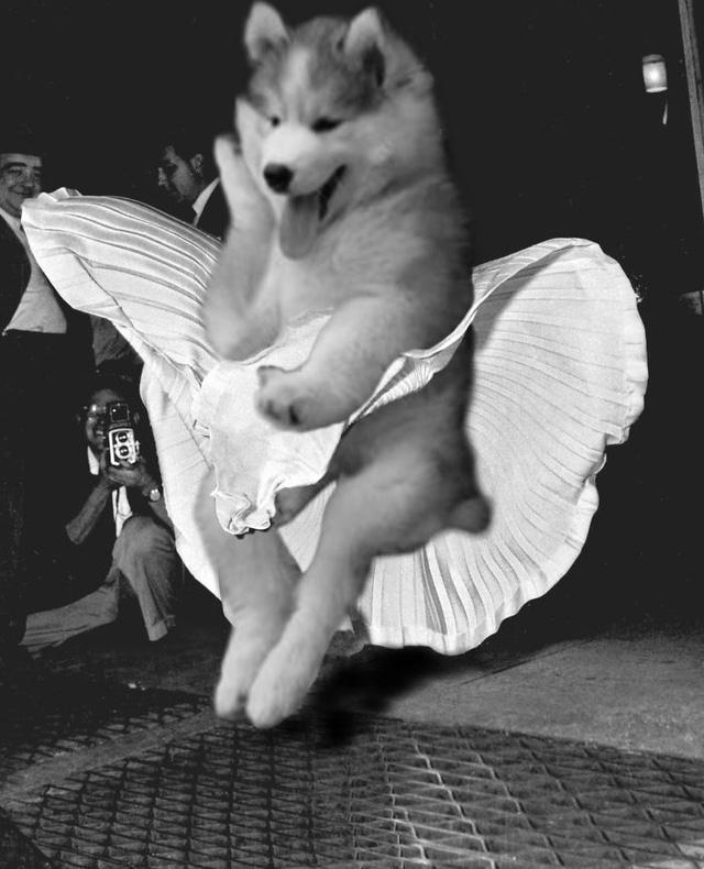 Kẹt trên cây chuối, chú chó bị dân mạng 'dìm hàng' không thương tiếc-3