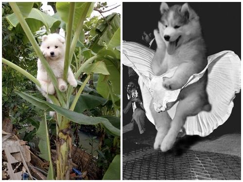 Kẹt trên cây chuối, chú chó bị dân mạng 'dìm hàng' không thương tiếc