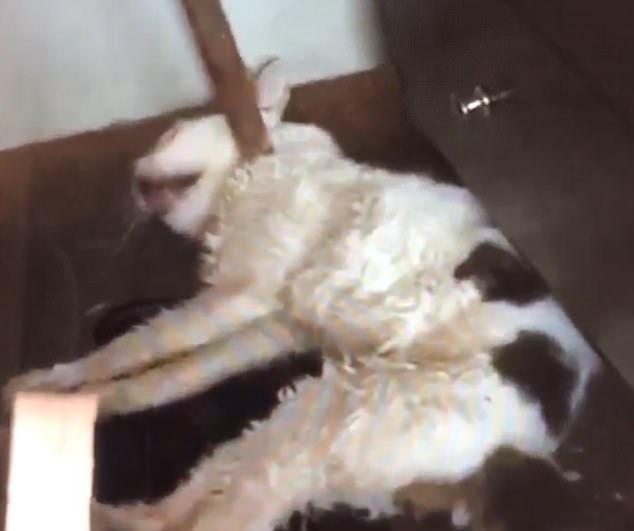 Bức xúc với thanh niên 21 tuổi livestream cảnh bạo hành mèo-4