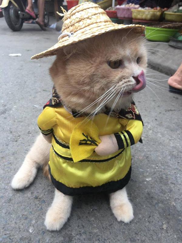 Mèo cosplay ra hàng thịt ngoài chợ, 'mặt gian' vì thèm và đây là phản ứng của các tiểu thương-1