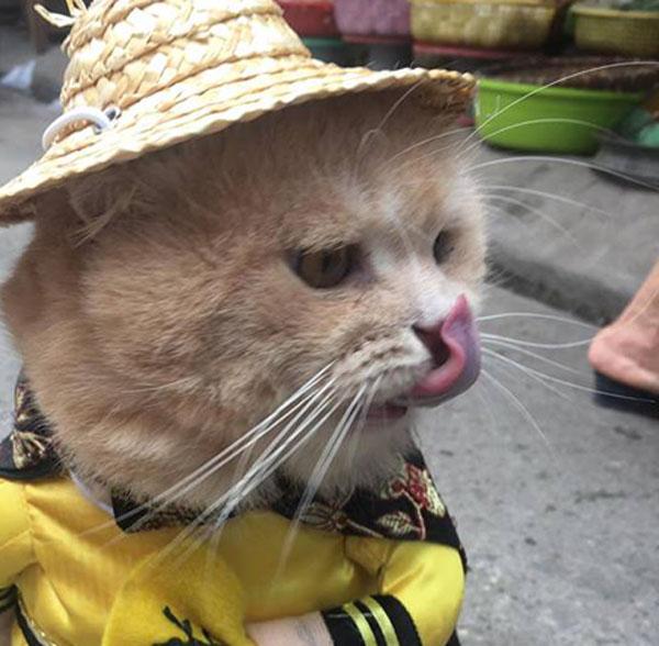 Mèo cosplay ra hàng thịt ngoài chợ, 'mặt gian' vì thèm và đây là phản ứng của các tiểu thương-4