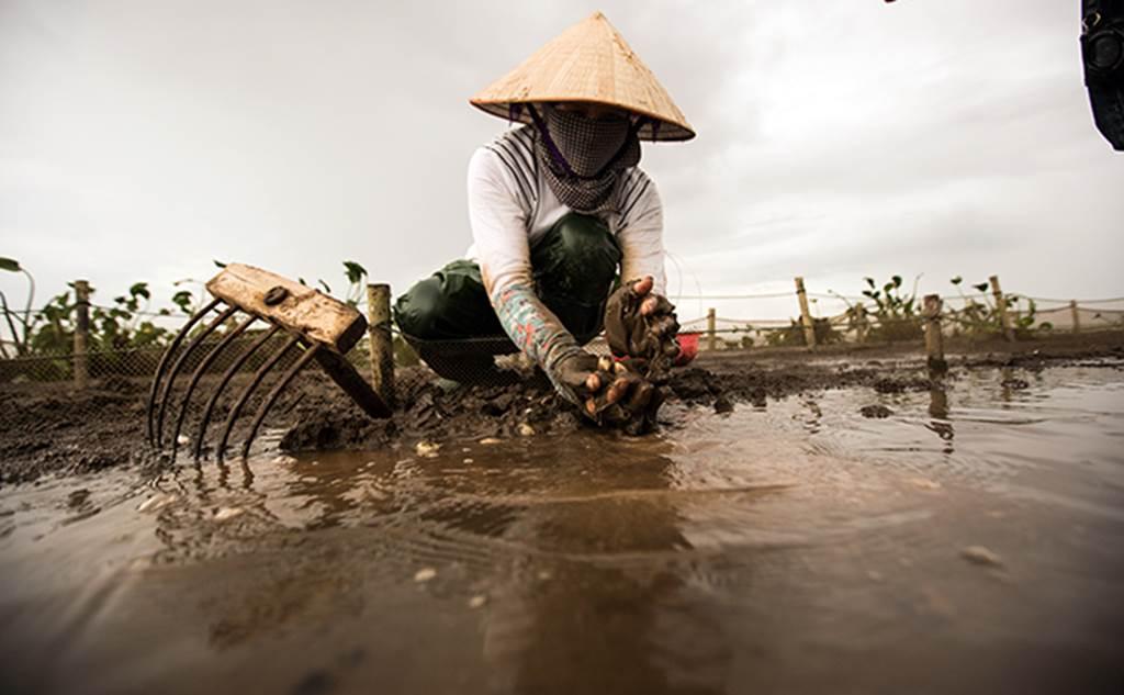 Về Đồng Châu xem cào ngao, ngắm hoàng hôn hoang hoải bên bờ biển hoang sơ-7