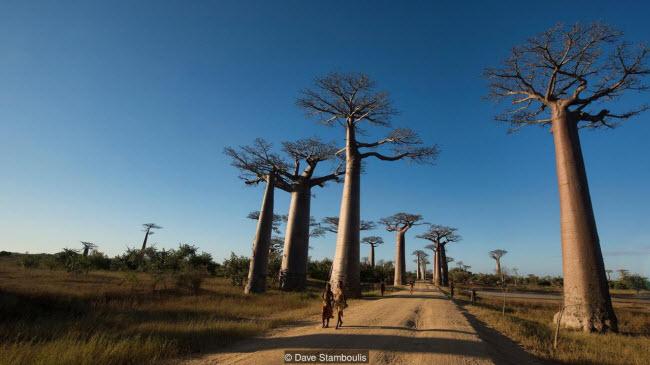 Kỳ quan rừng đá ít người có thể tới ở Madagascar-4