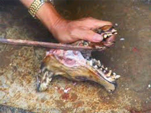 Dân mạng sôi sục trước hình ảnh nam thanh niên cầm dao thẳng tay chặt đầu chó rồi đăng lên Facebook