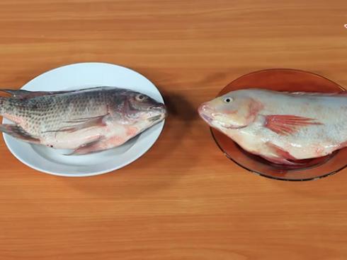 Mẹo đơn giản để nhận biết và chọn cá tươi ngon