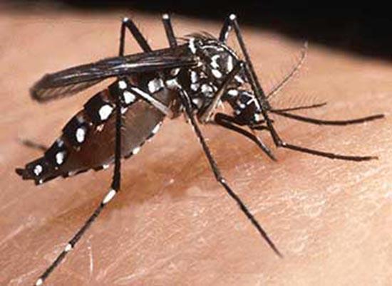 Nhận biết muỗi vằn hút máu truyền bệnh sốt xuất huyết-1