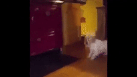 'Rợn tóc gáy' với búp bê Annabelle đời thực ở Scotland-3