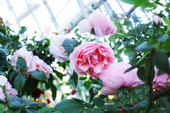 3 điểm ấn tượng của Đồi vạn hoa - Vinpearl Land Nha Trang-1