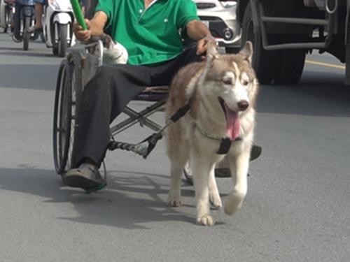 Khi chó cũng có thể kéo xe