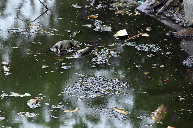 Kinh hãi những 'bể phốt lộ thiên' giữa Thủ đô mùa sốt xuất huyết-4