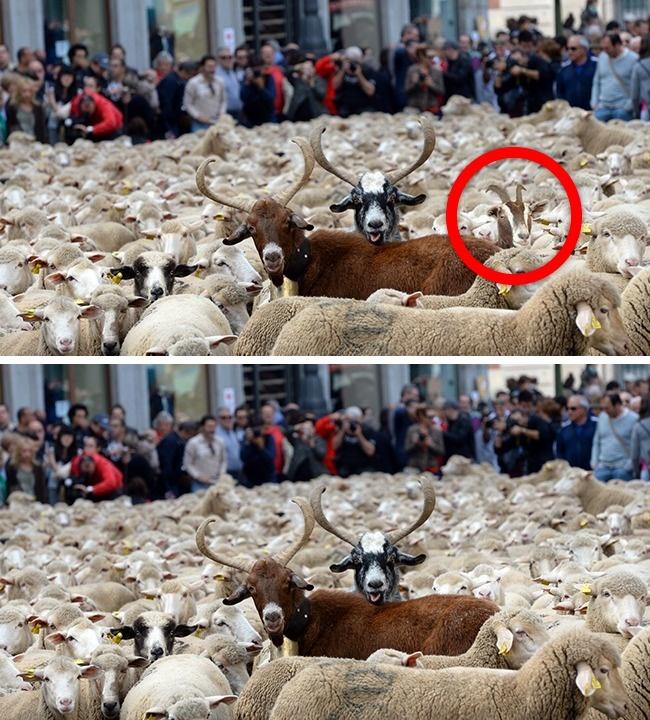 Chỉ các thiên tài mới nhận ra điểm bất thường trong loạt ảnh này thôi-11