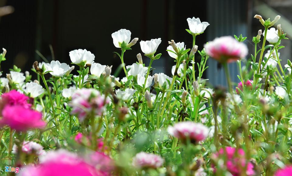 Đường hoa mười giờ độc đáo nhất Hà Nội-2