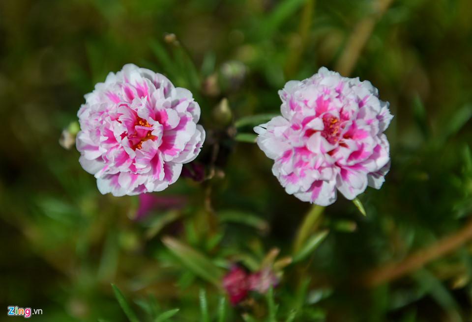 Đường hoa mười giờ độc đáo nhất Hà Nội-9