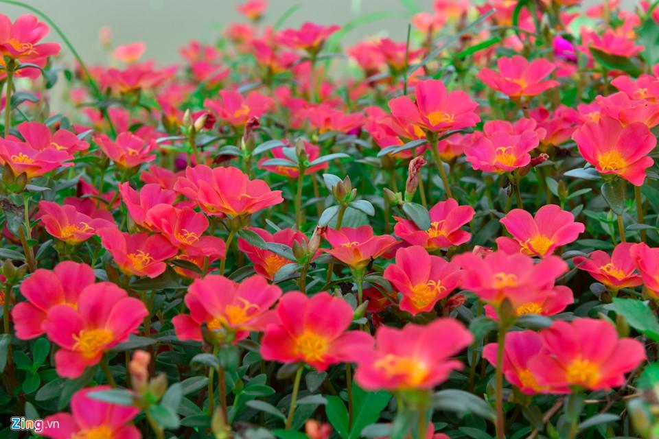 Đường hoa mười giờ độc đáo nhất Hà Nội-10