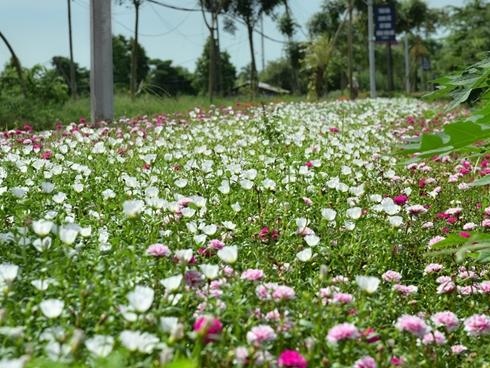 Đường hoa mười giờ độc đáo nhất Hà Nội