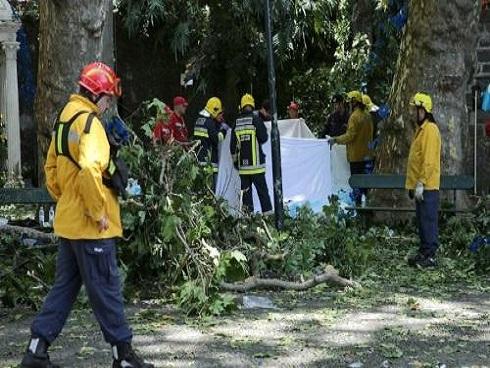 Cây cổ thụ 200 tuổi đổ đè chết 13 người, hàng chục người bị thương