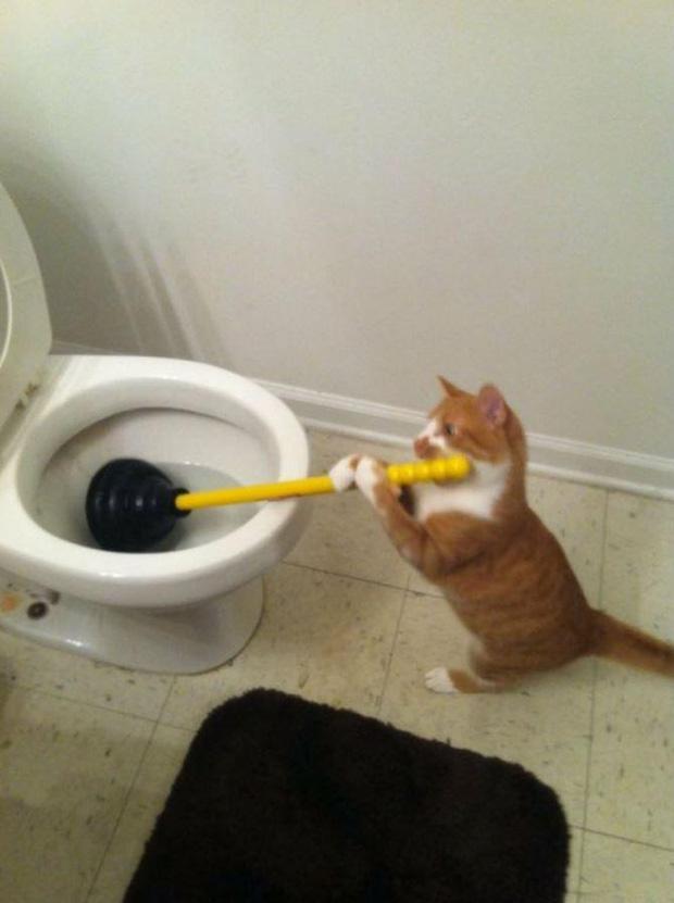 Ảnh hài: Khi 'boss' mèo cố gắng tỏ ra... bình thường-1