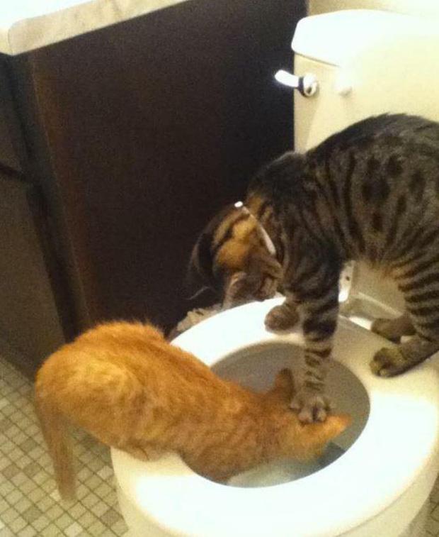 Ảnh hài: Khi 'boss' mèo cố gắng tỏ ra... bình thường-3