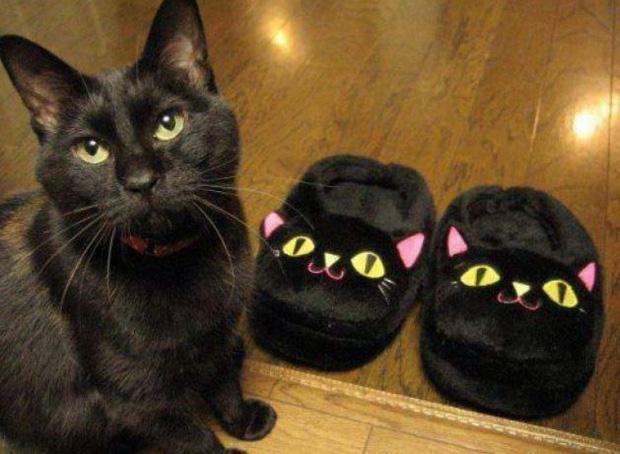 Ảnh hài: Khi 'boss' mèo cố gắng tỏ ra... bình thường-4