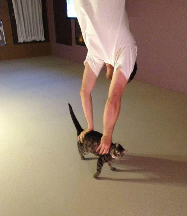 Ảnh hài: Khi 'boss' mèo cố gắng tỏ ra... bình thường-5