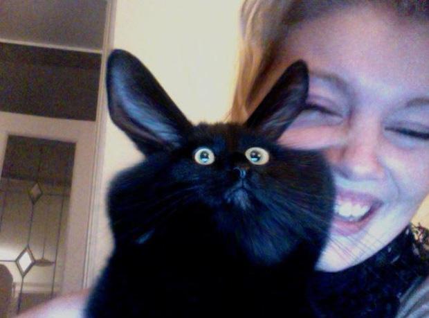 Ảnh hài: Khi 'boss' mèo cố gắng tỏ ra... bình thường-7