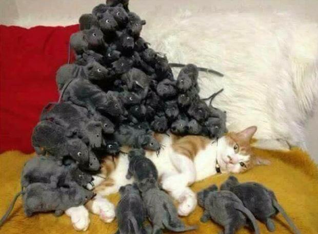 Ảnh hài: Khi 'boss' mèo cố gắng tỏ ra... bình thường-9