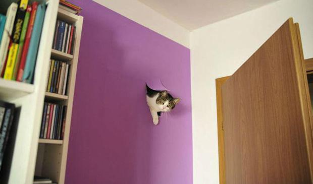 Ảnh hài: Khi 'boss' mèo bỗng tỏ ra... bất bình thường (P2)-2